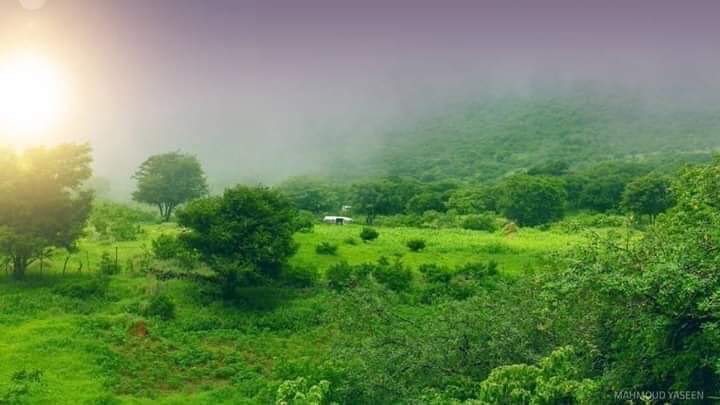 Hawf — Al-Mahra Fog Forest